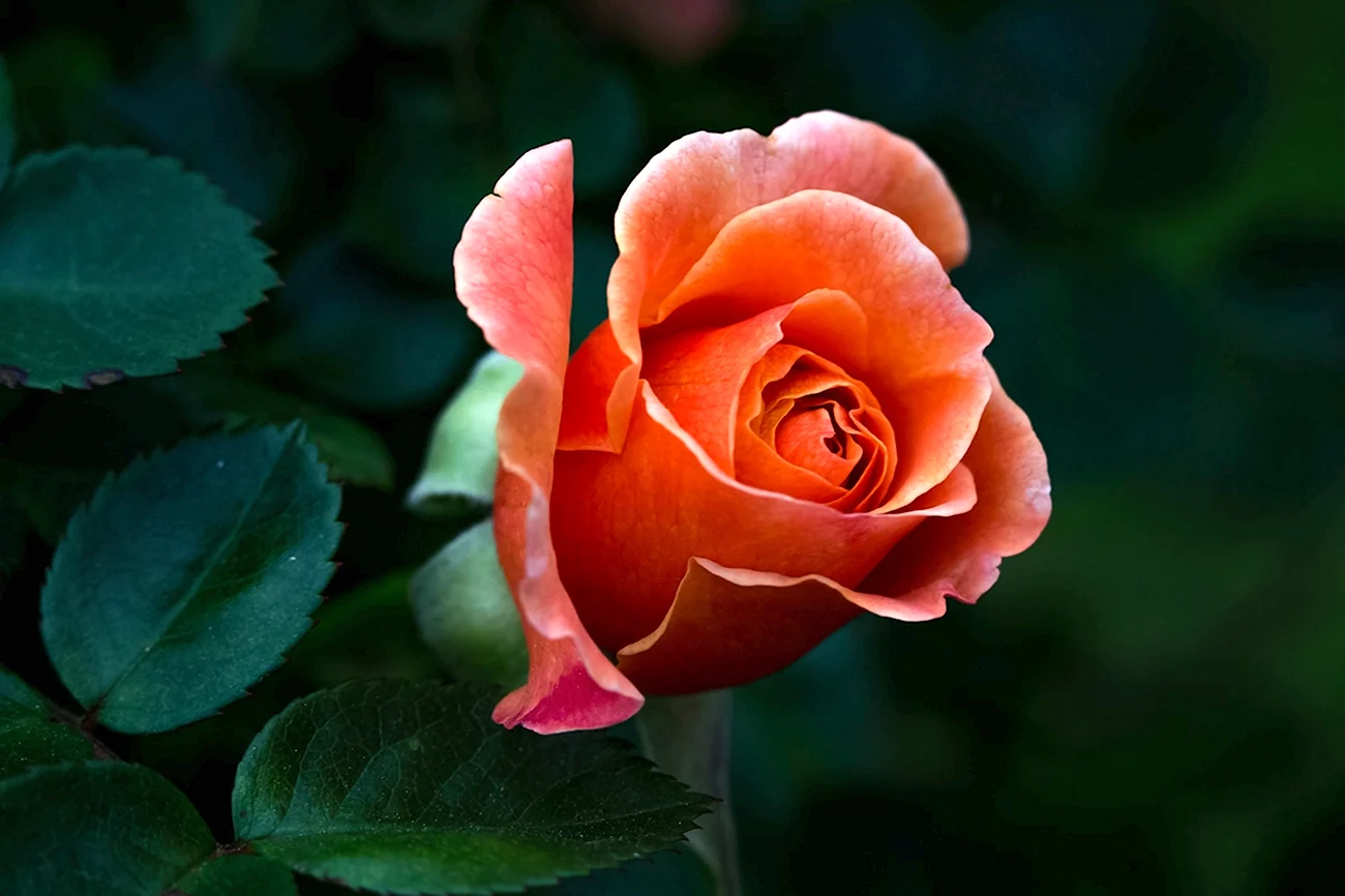 Роза Лихтблик. Красивая картинка