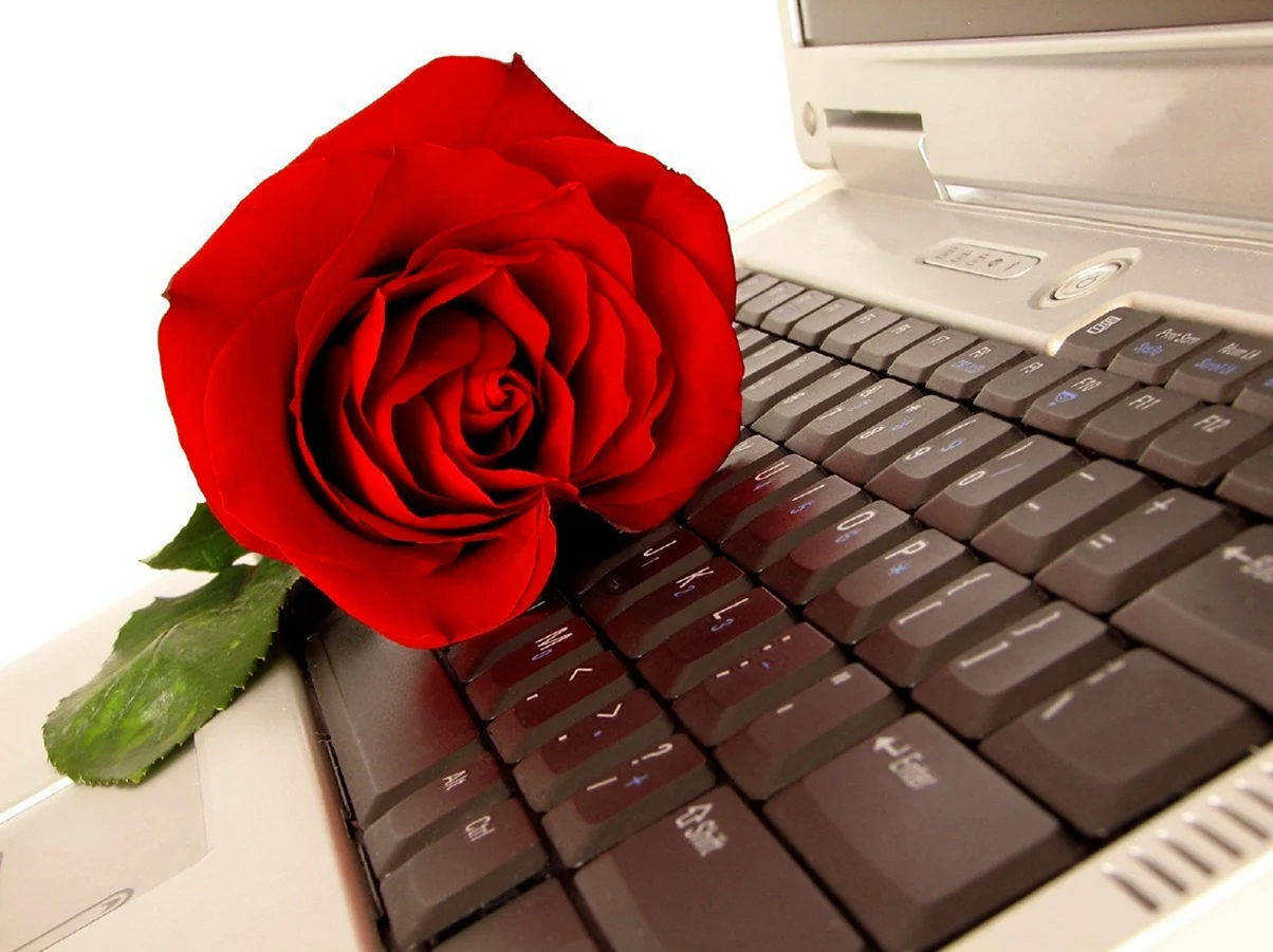 Роза на клавиатуре. Поздравление