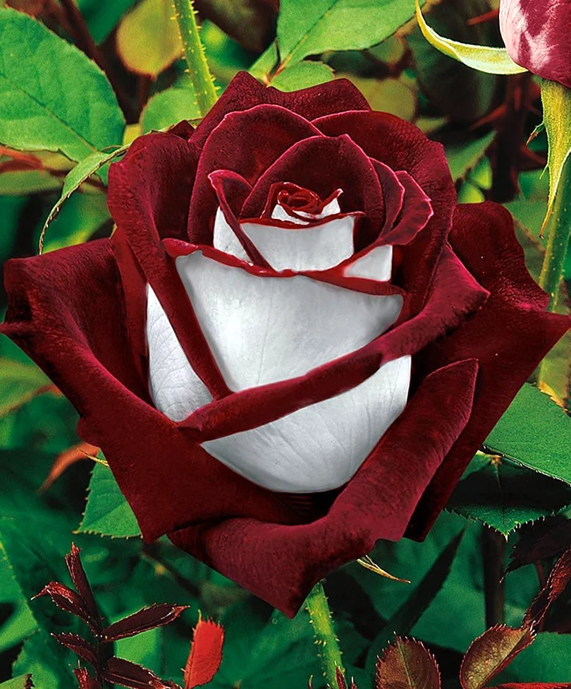 Роза Осирия. Красивая картинка
