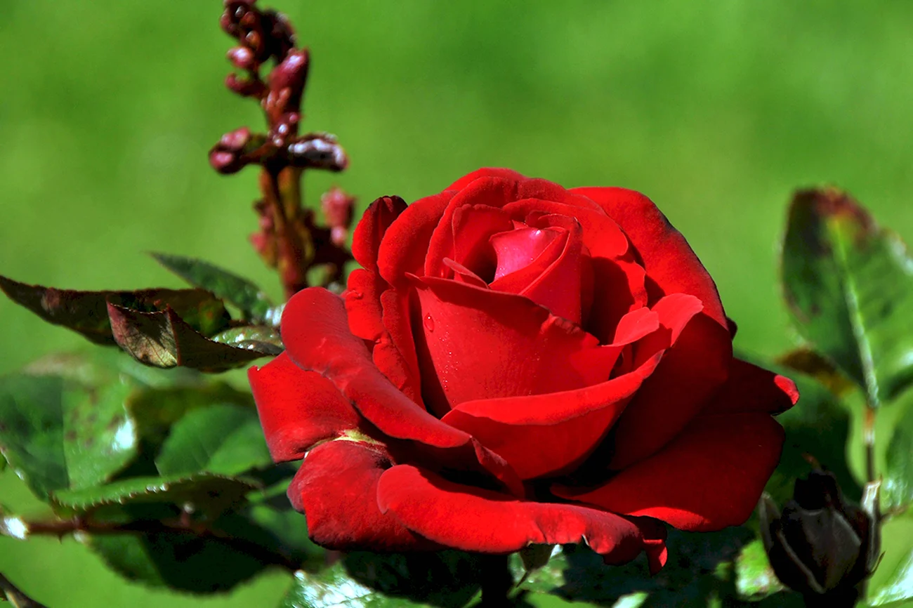 Роза Осирия. Красивая картинка