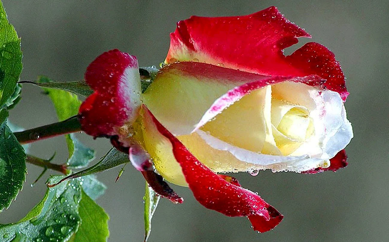 Роза Осирия Osiria. Красивая картинка