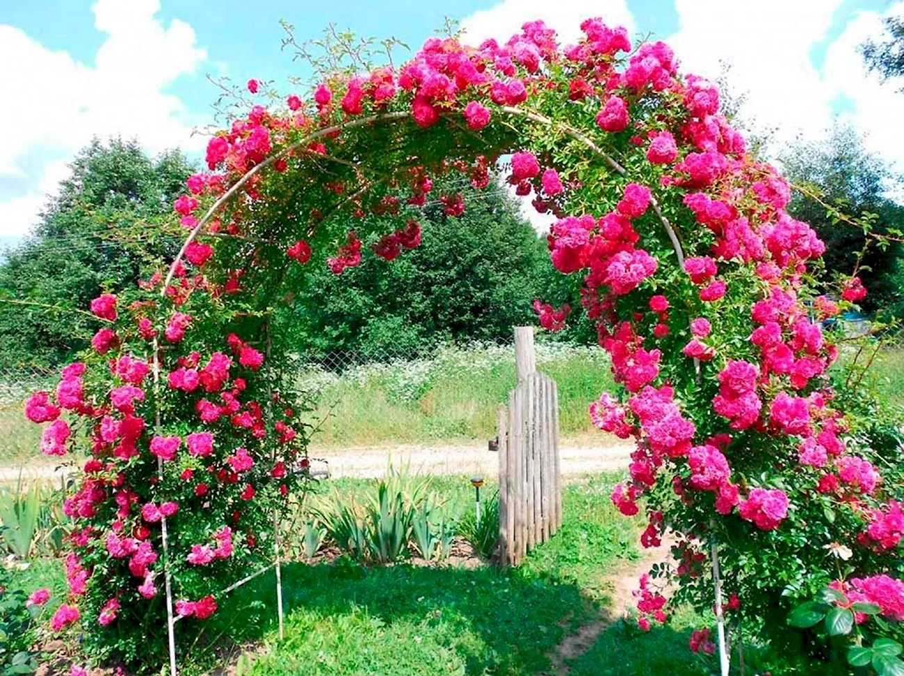 Роза плетистая Сантана арка. Красивая картинка