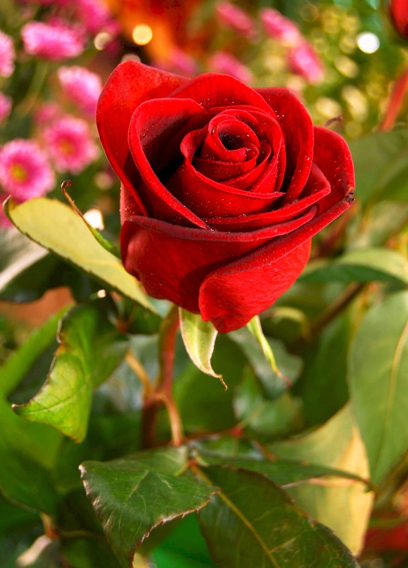 Роза помароза. Красивая картинка