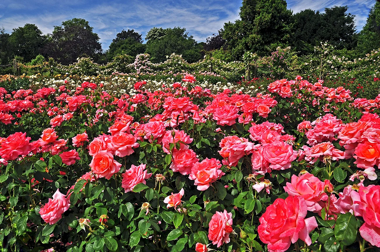 Роза Риджентс парк. Красивая картинка
