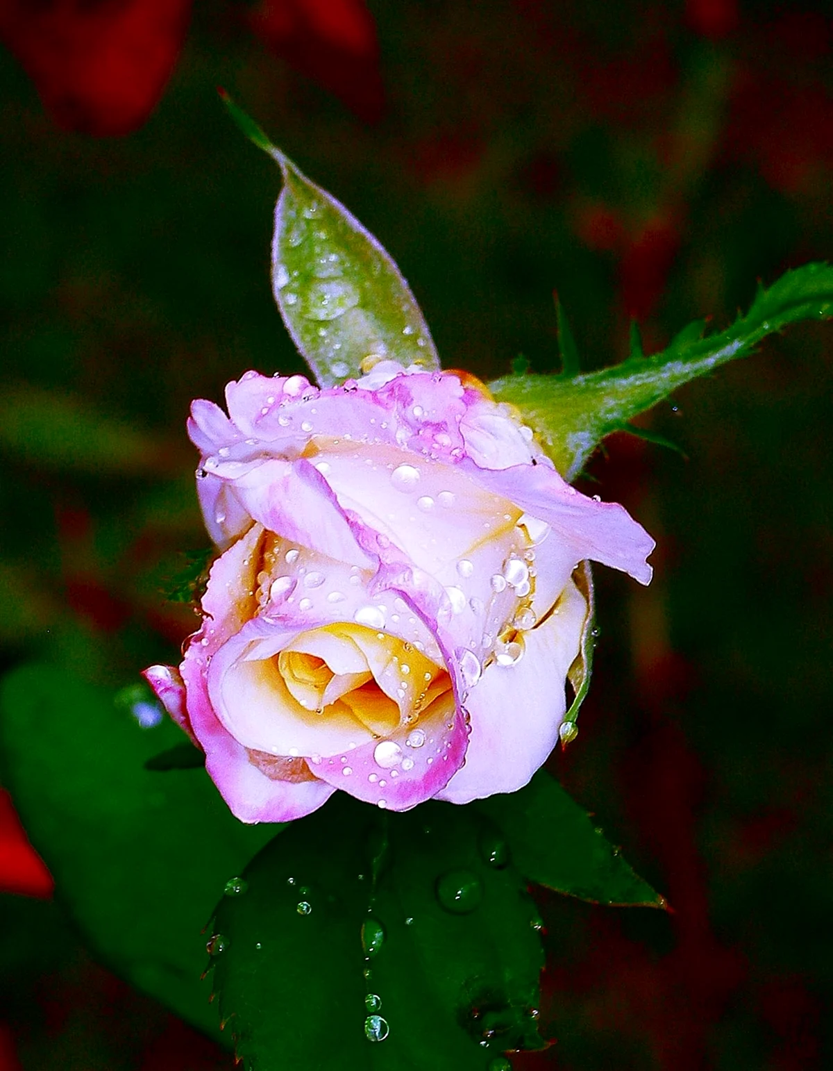 Роза Солнцедар. Красивая картинка