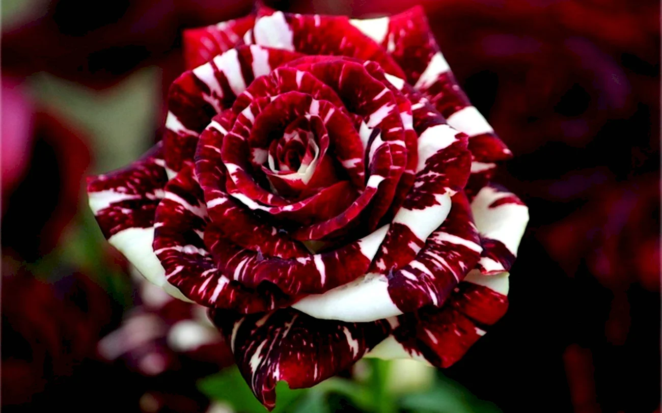 Роза тигровая Осирия. Красивая картинка