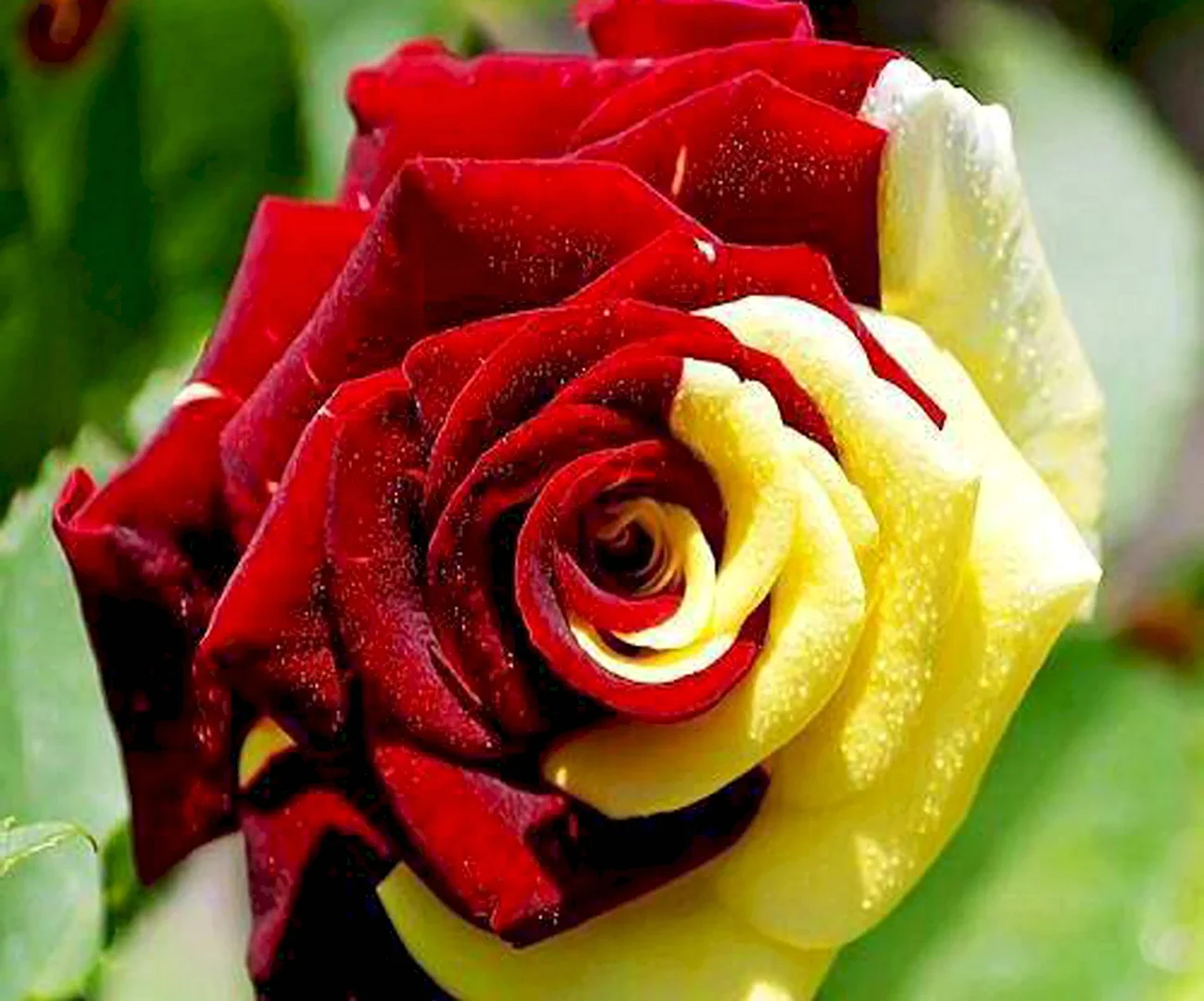 Роза тигровая Осирия. Красивая картинка