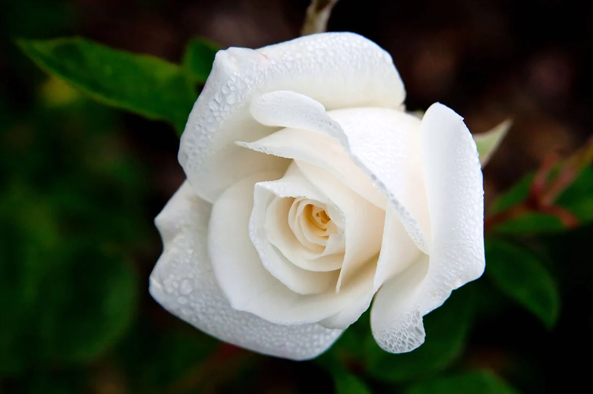 Роза Вайт Роуз. Красивая картинка