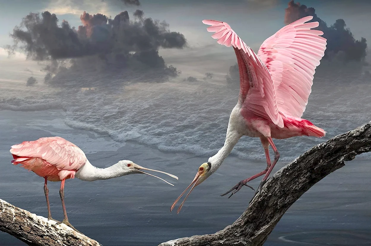 Розовая колпица и Фламинго. Красивое животное