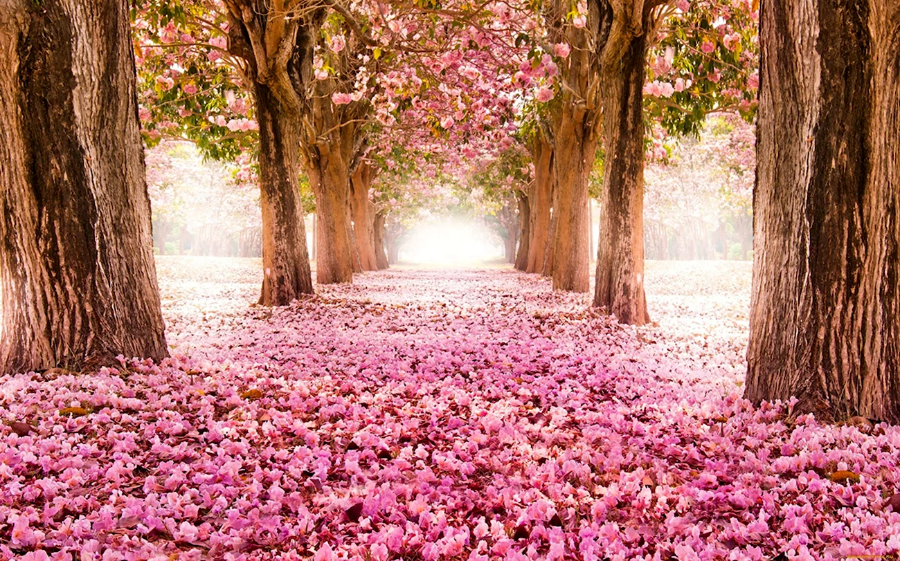 Розовое дерево. Красивая картинка