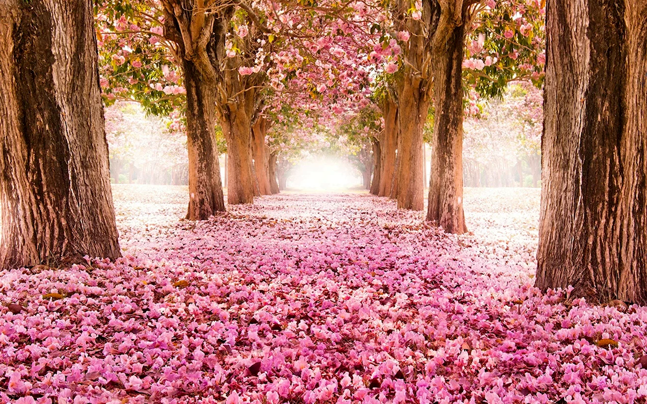 Розовое дерево. Картинка