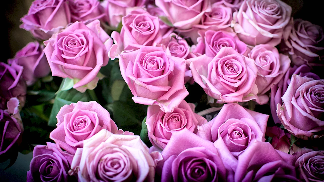 Розовые розы. Красивая картинка