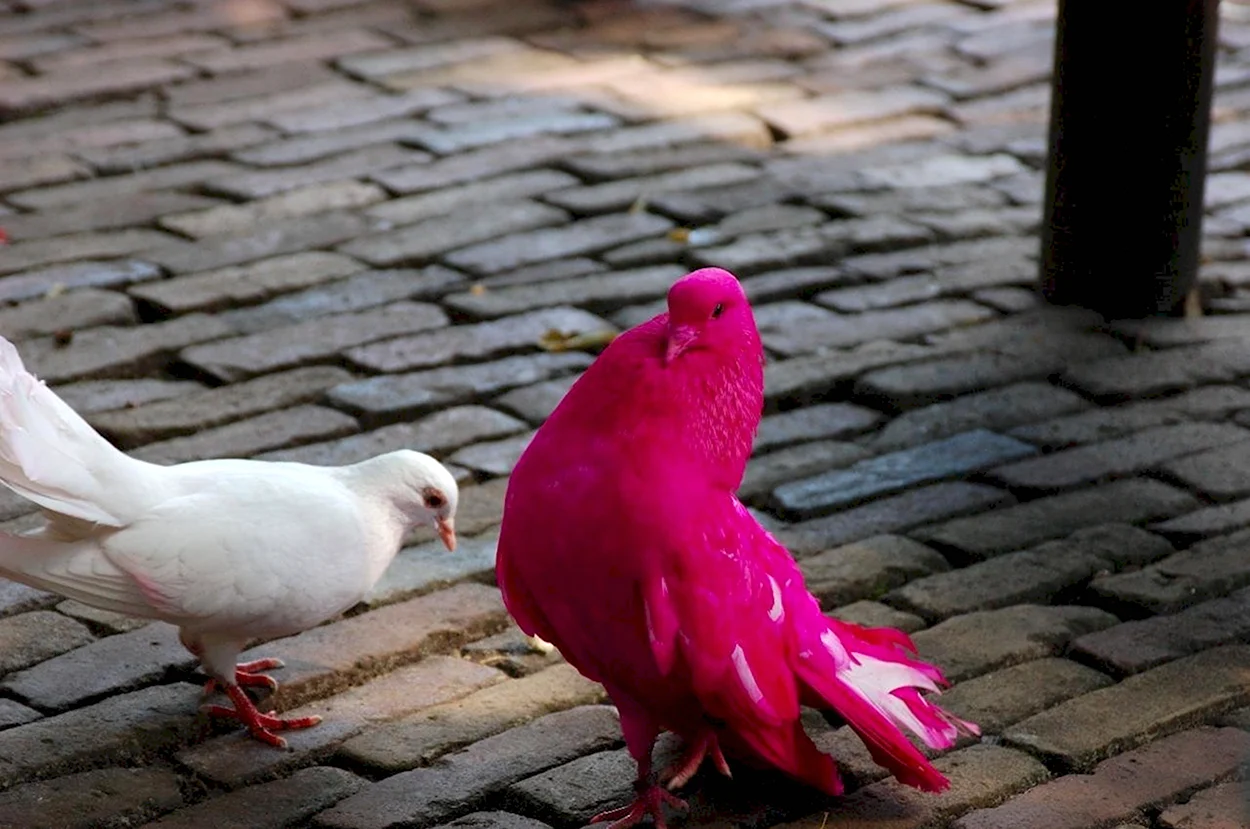Розовый голубь Маврикий. Красивое животное