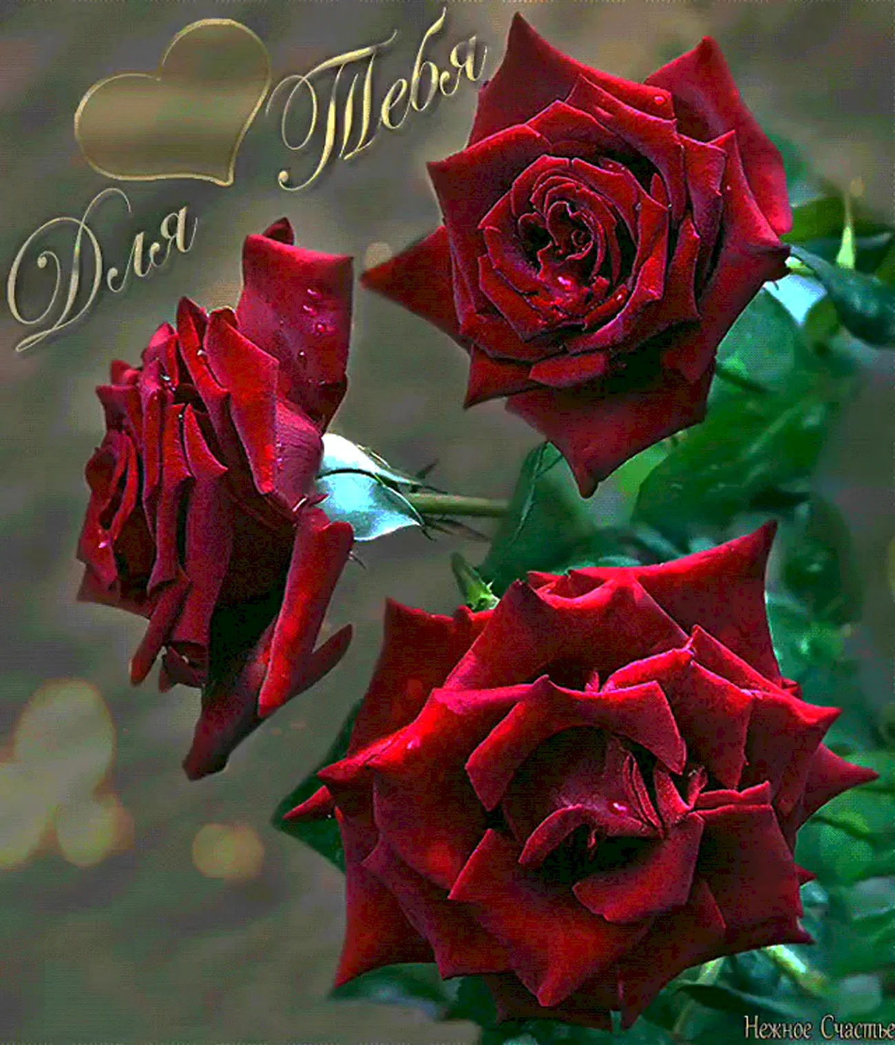 Розы для тебя. Красивая картинка