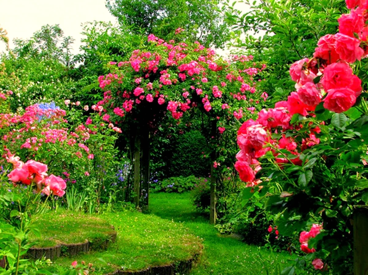 Розы флорибунда бьютифул Гарден. Красивая картинка