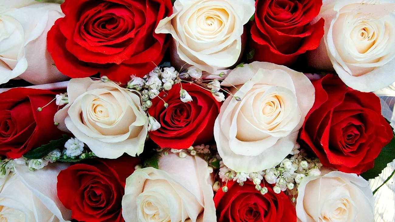 Розы красные и белые. Красивая картинка