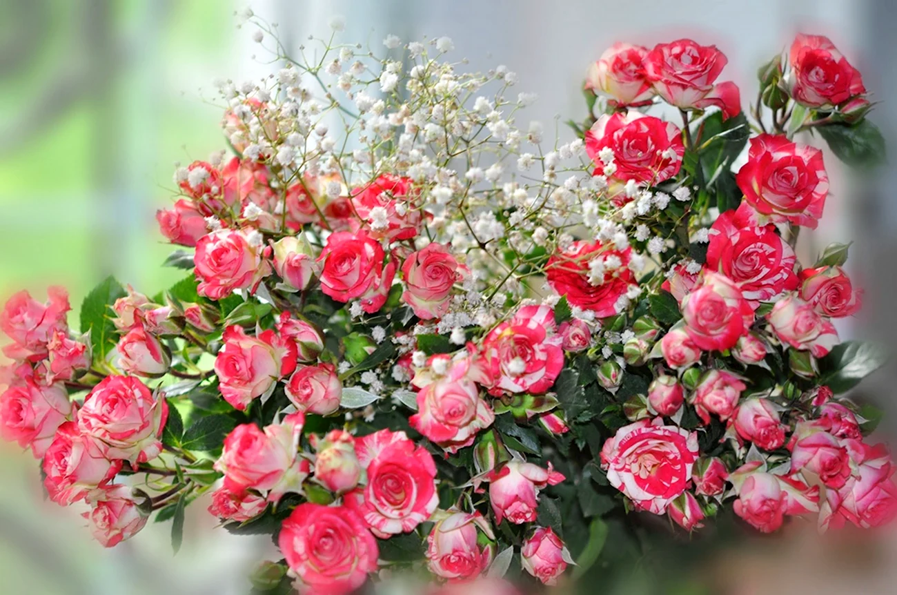Розы кустовые мелкие пестрые. Красивая картинка