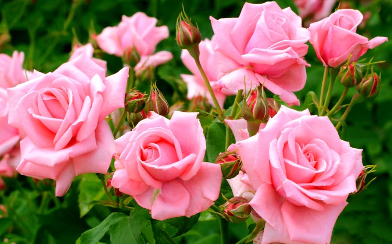 Розы кустовые садовые. Красивая картинка