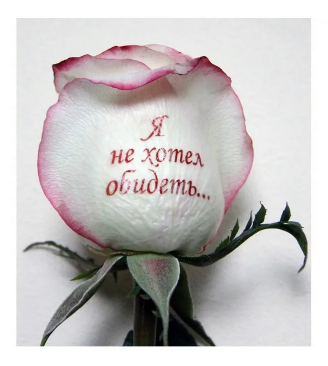 Розы с надписью. Красивая картинка