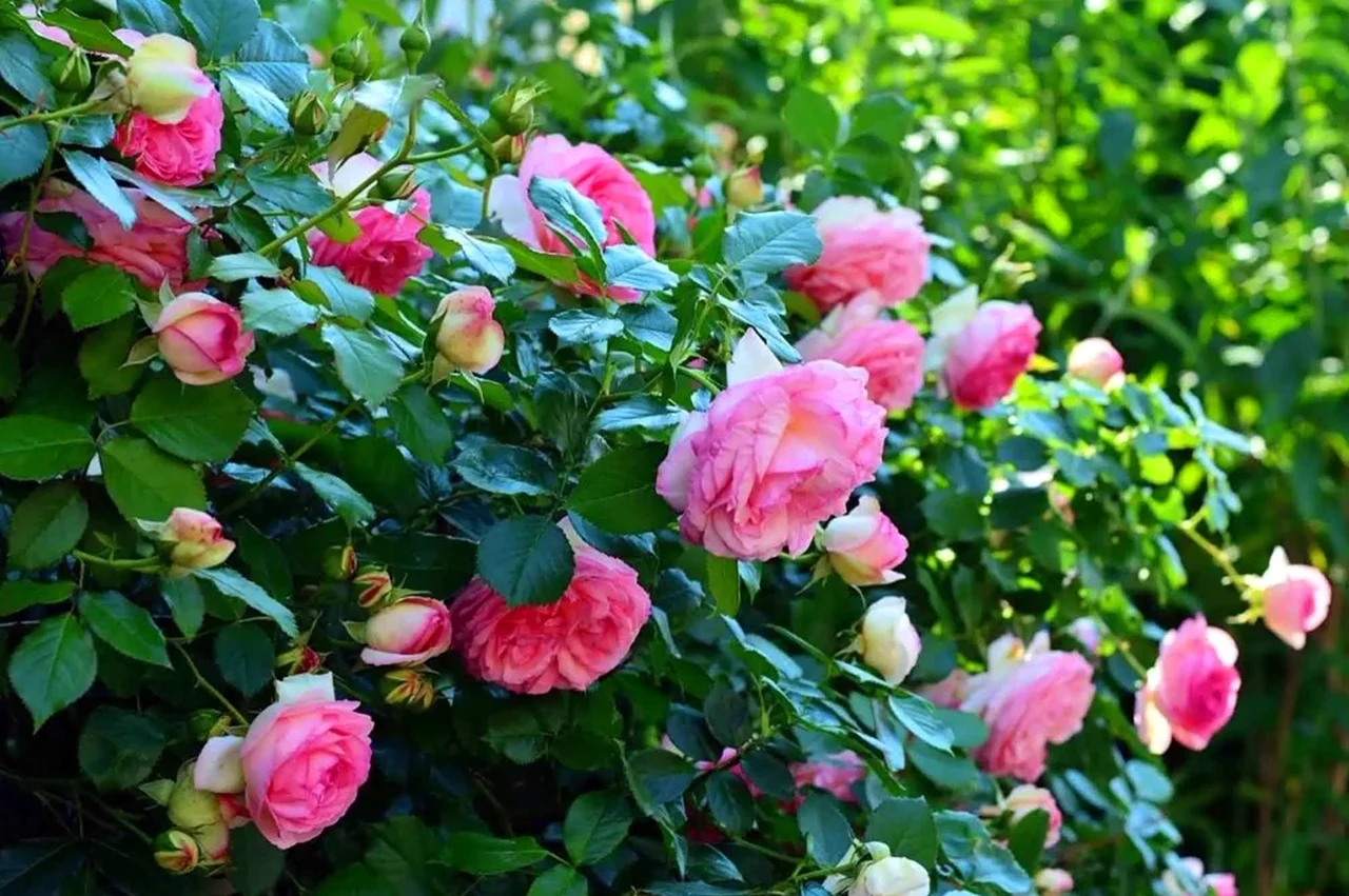 Розы в саду. Красивая картинка