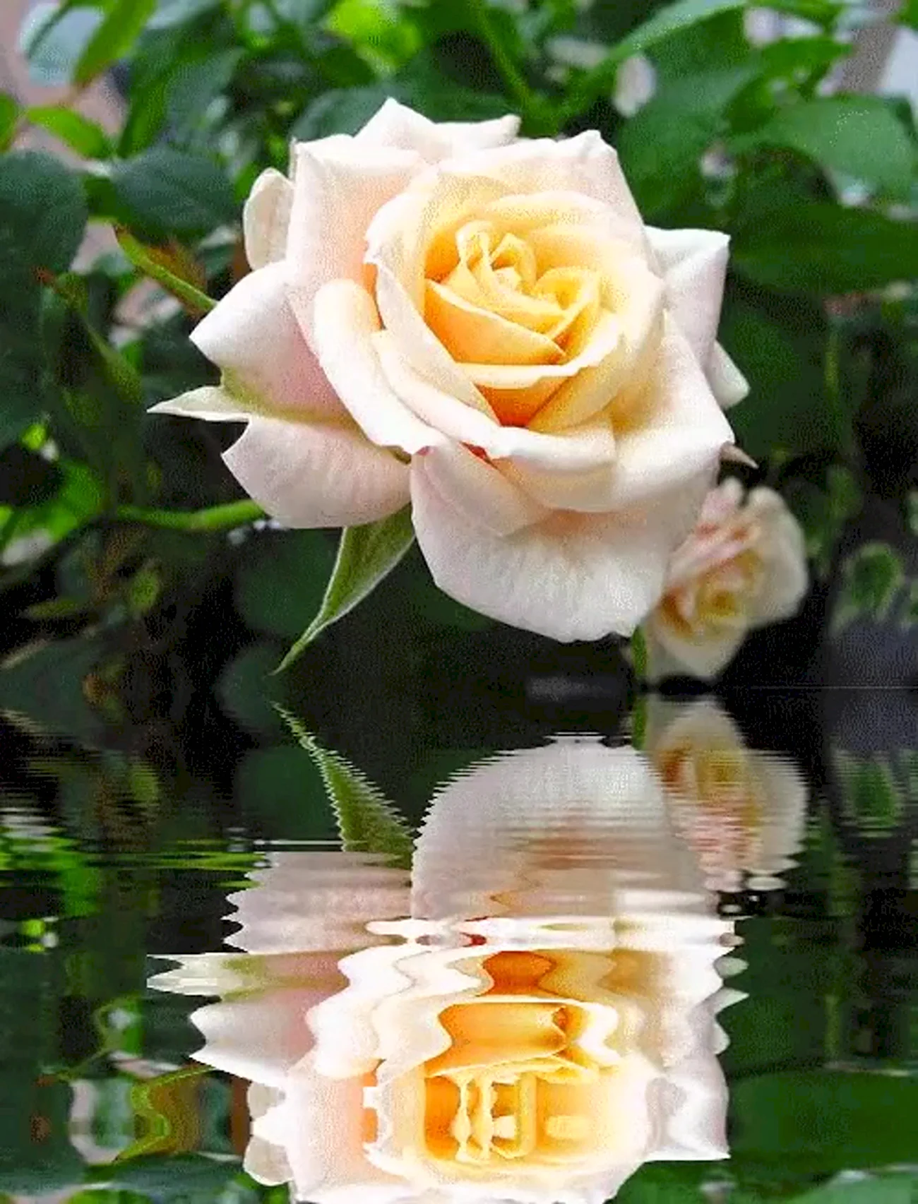 Розы в воде. Красивая картинка
