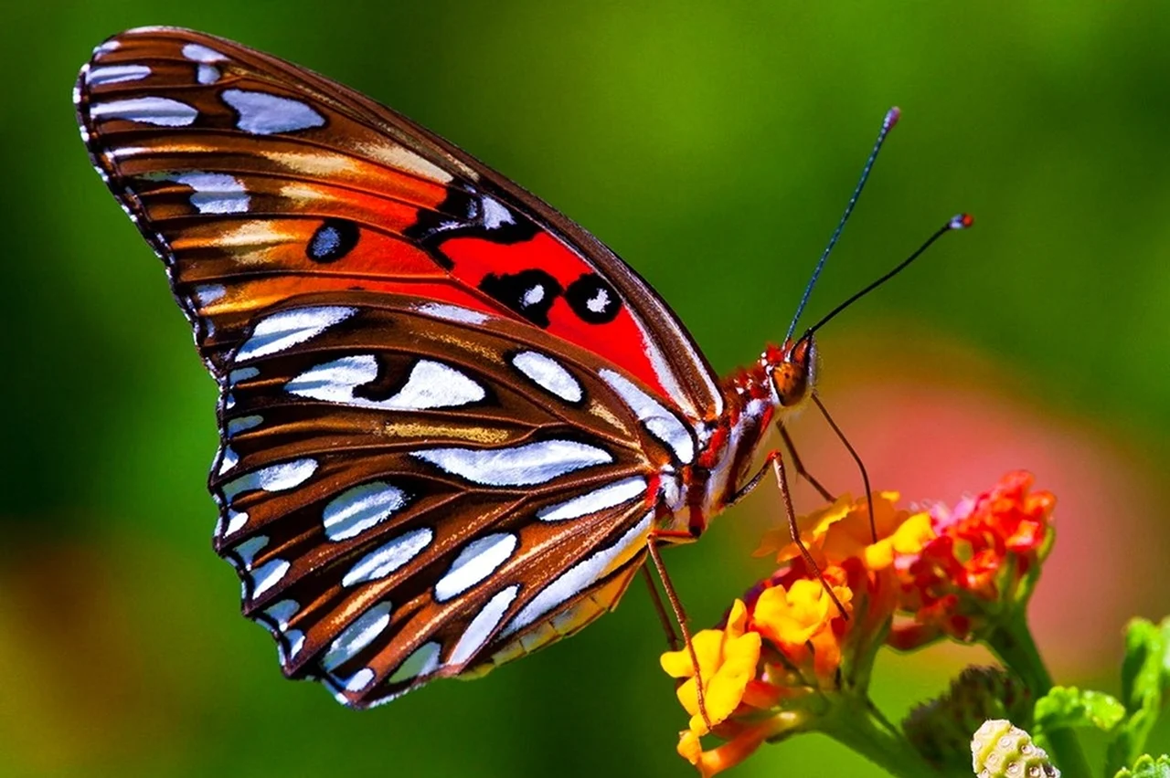 Russell Cobane бабочки. Красивая картинка