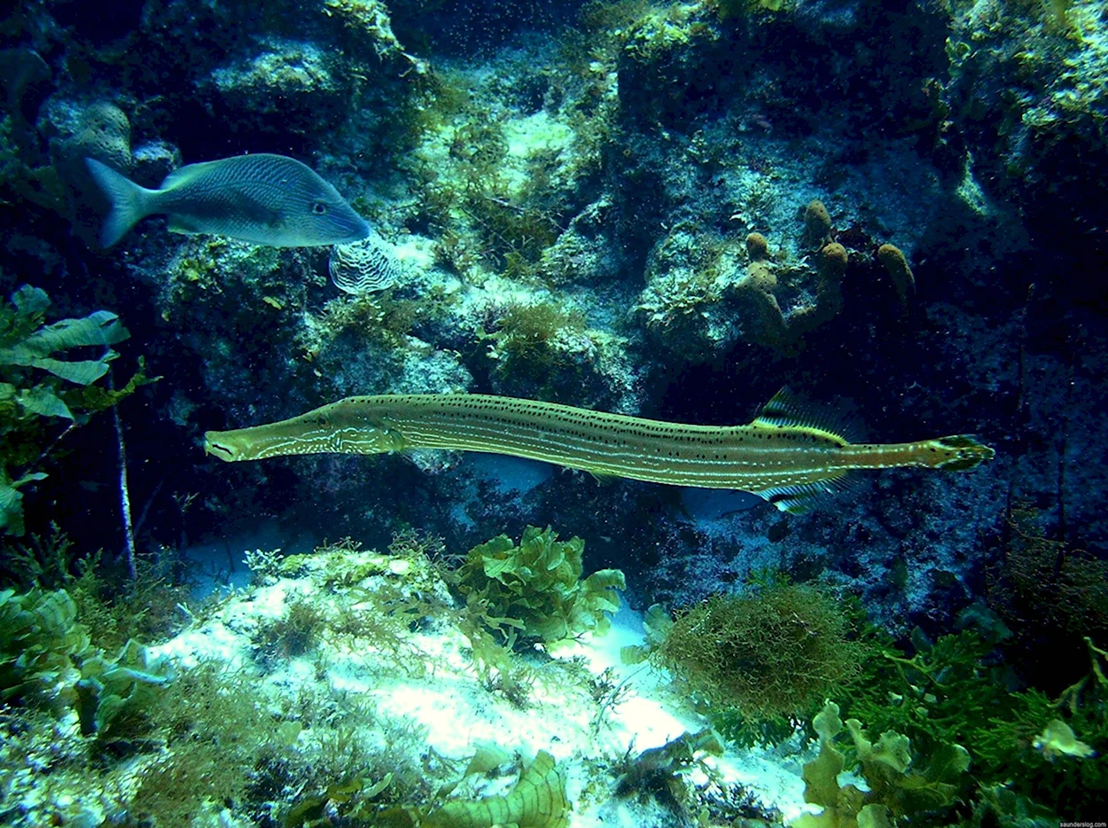 Рыба флейта Средиземного моря. Красивое животное