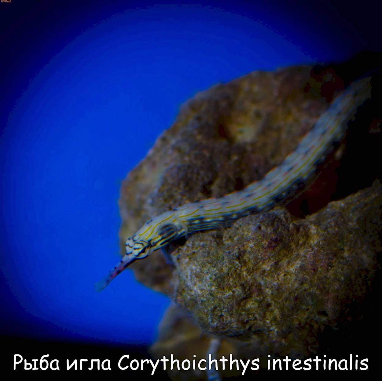 Рыба игла Corythoichthys intestinalis. Красивое животное