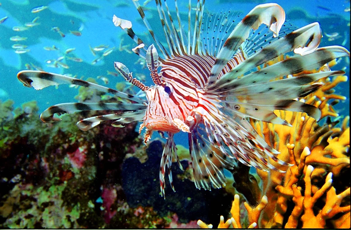 Рыба крылатка Египет. Красивое животное