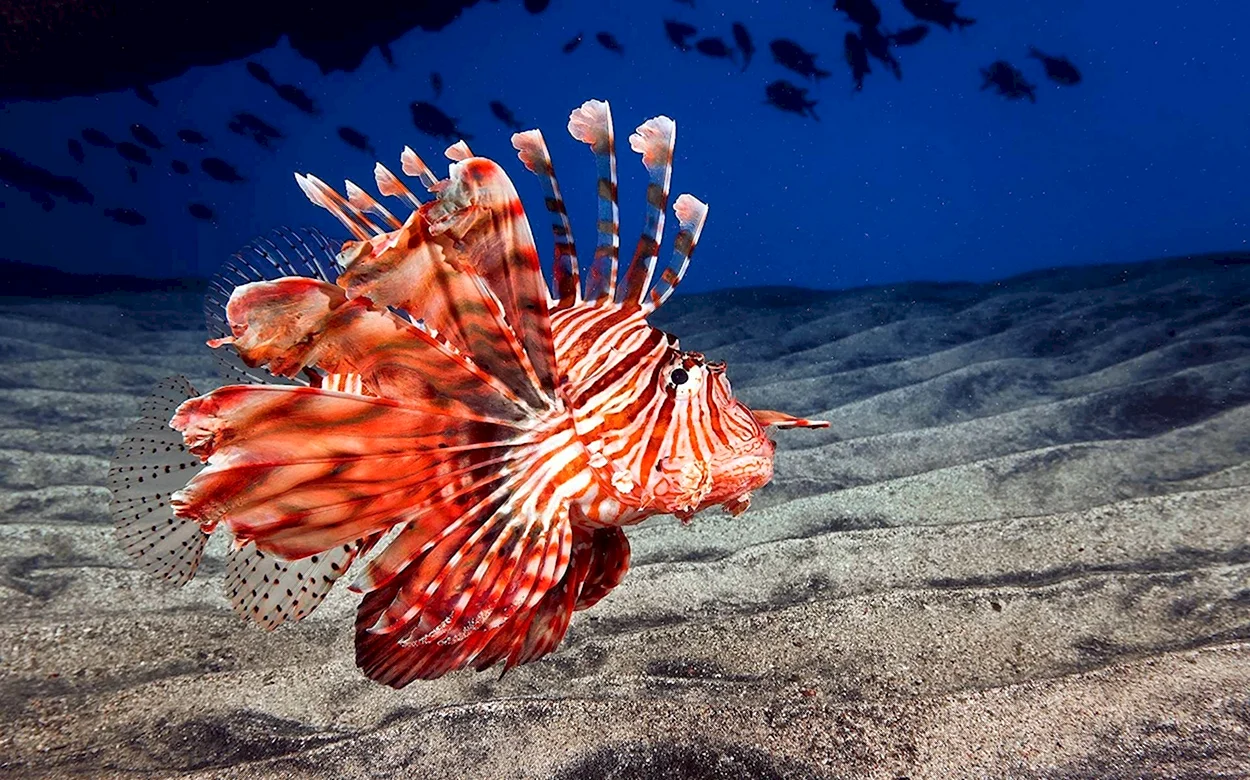 Рыба крылатка в Красном море. Красивое животное