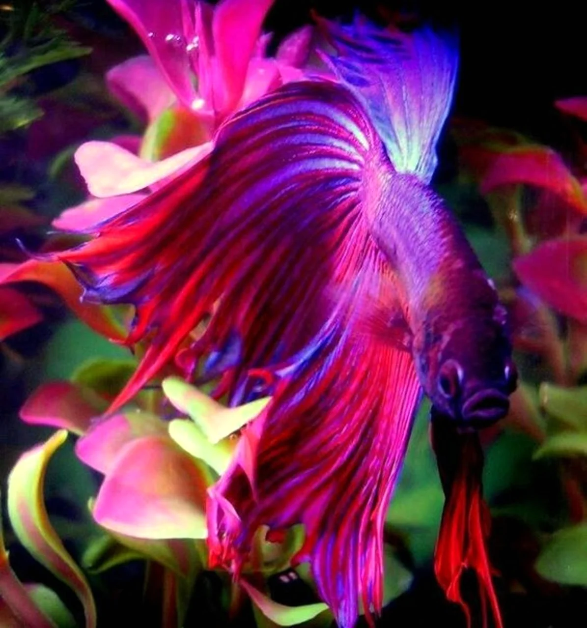 Рыба петушок Бетта фиолетовый. Красивое животное