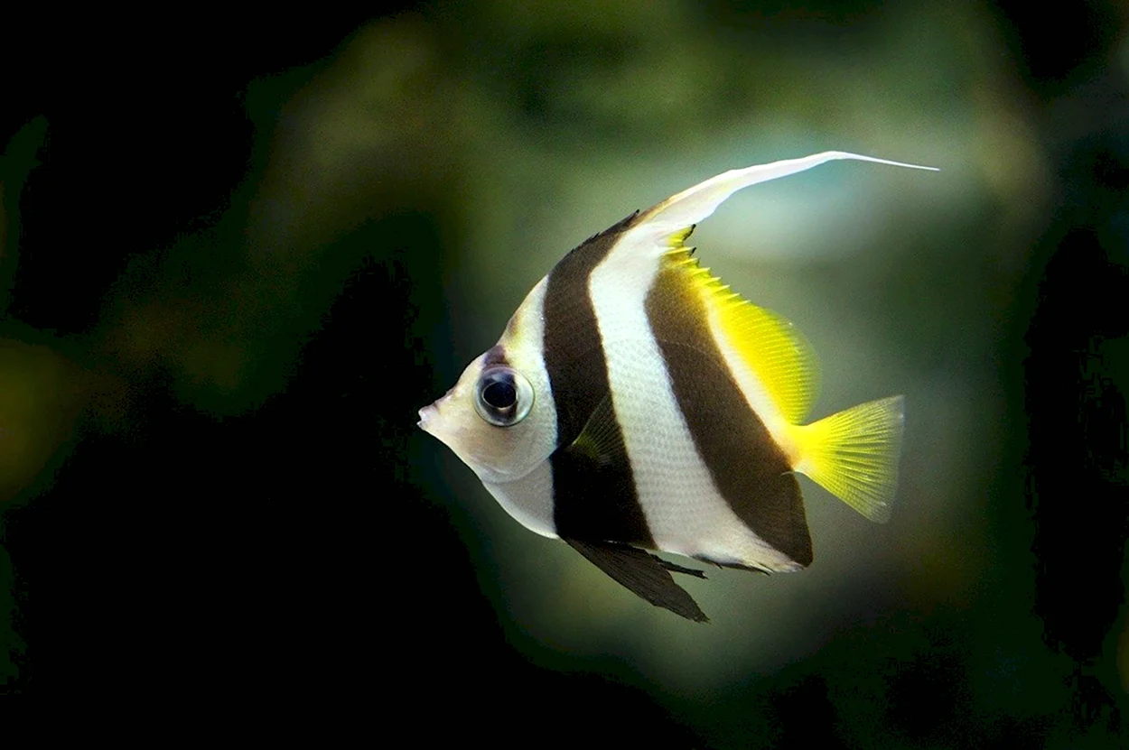 Рыба Скалярия. Красивое животное