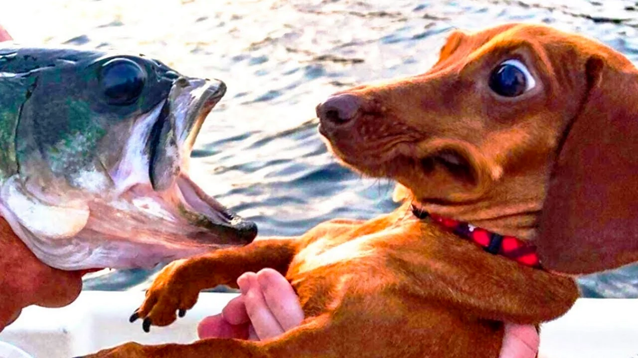 Рыба собака. Прикольная картинка
