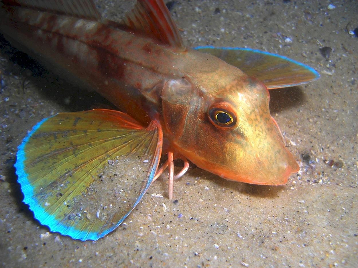 Рыба Тригла морской петух. Красивое животное