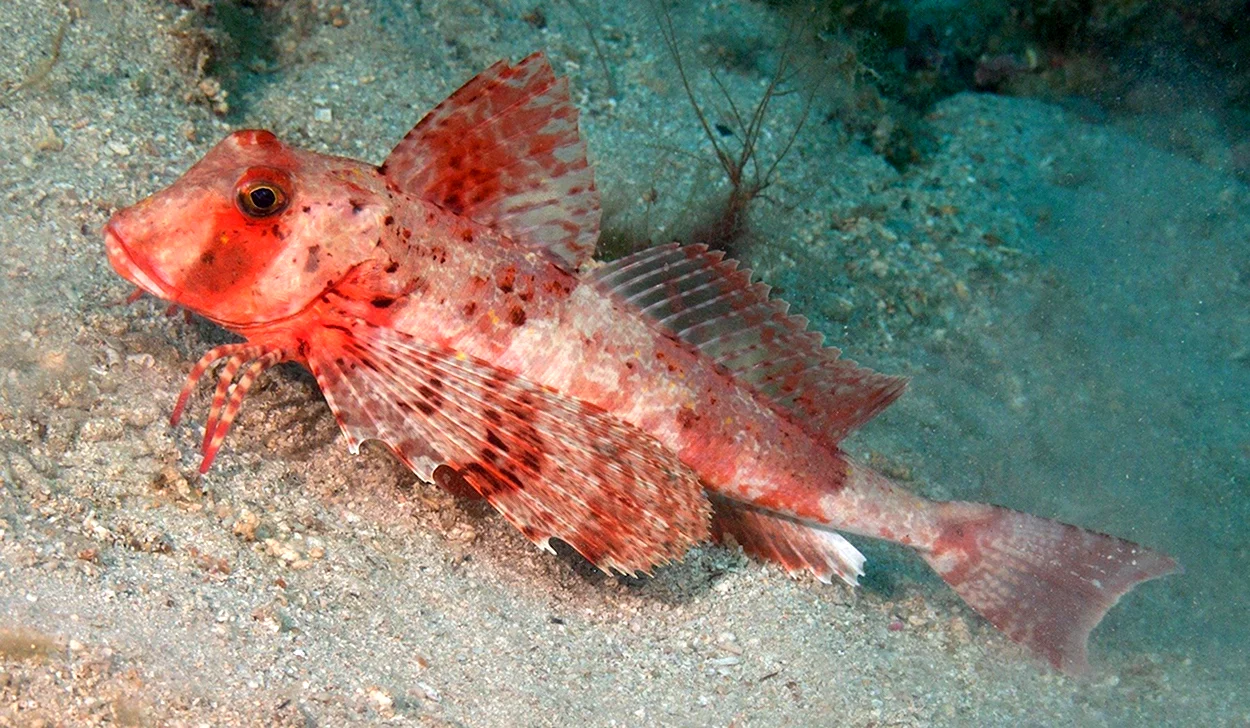 Рыба Тригла морской петух. Красивое животное