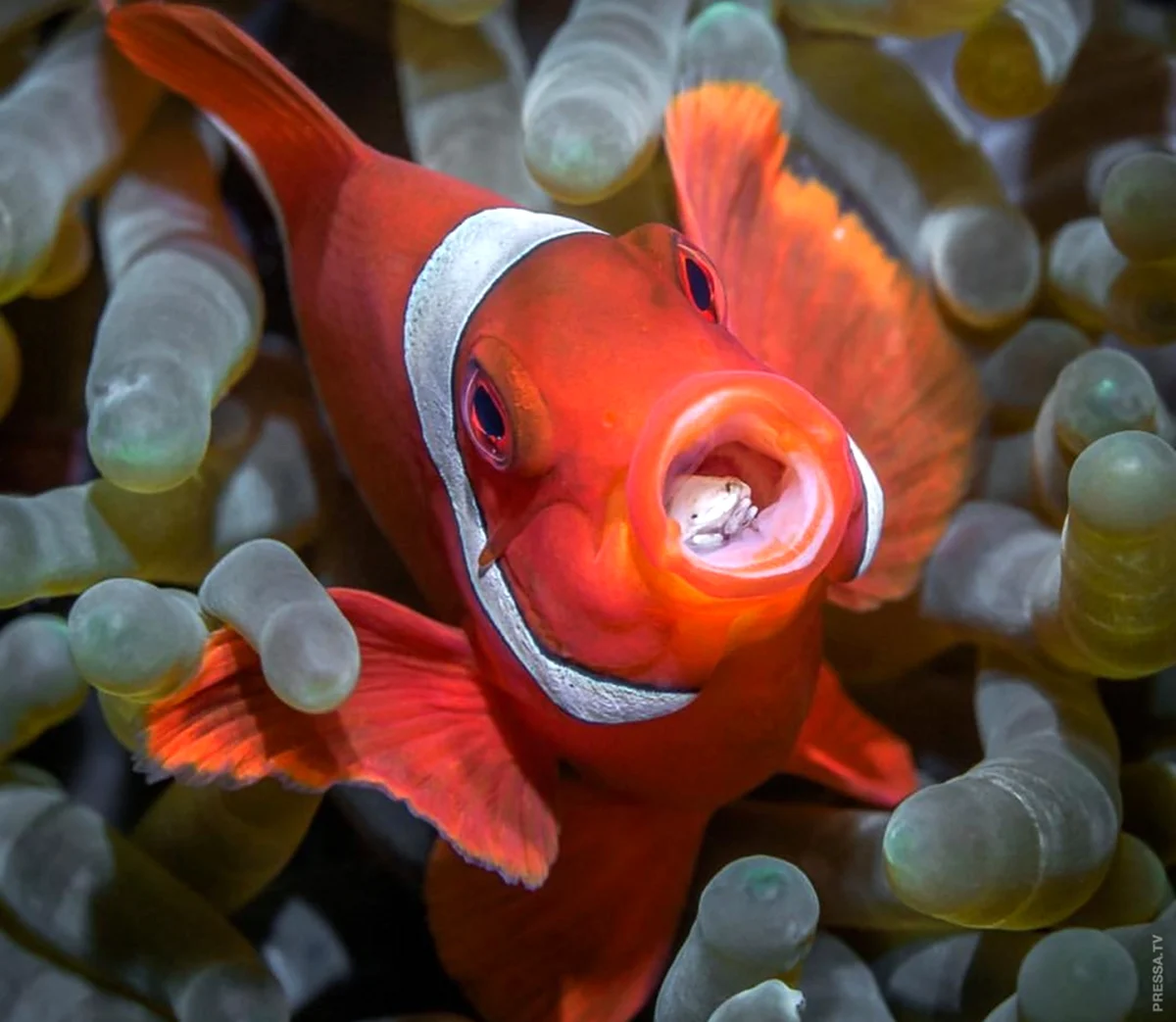 Рыба Звездочет аквариумная. Красивое животное