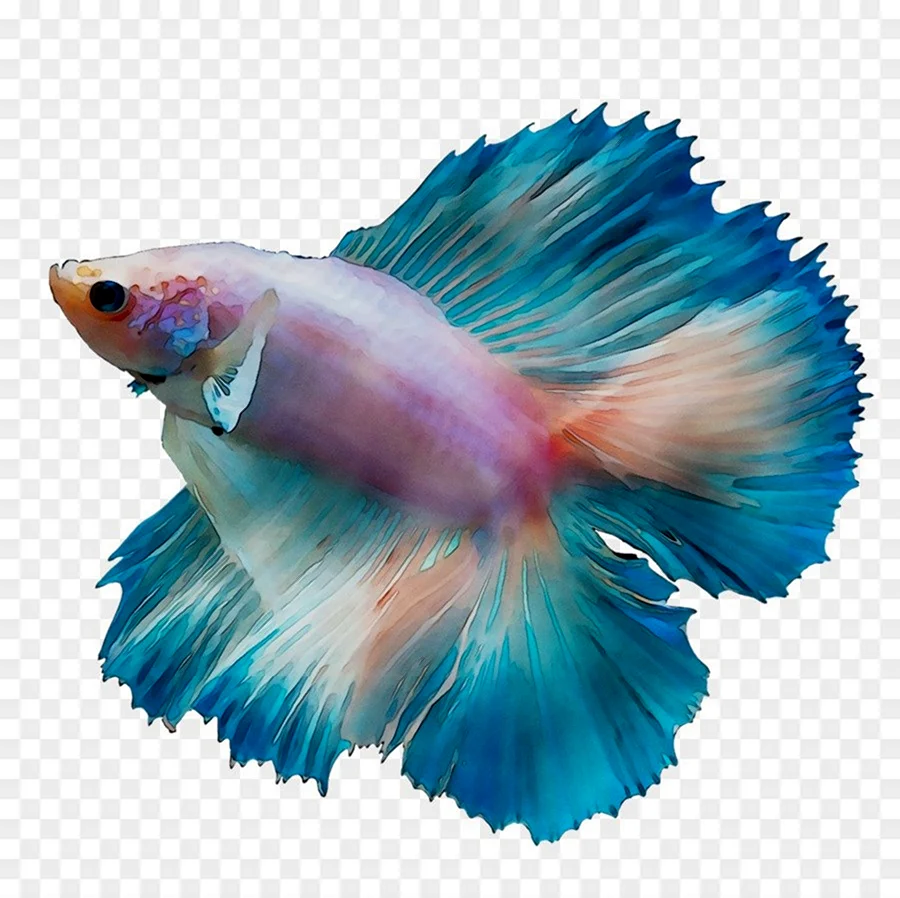 Рыбка Бетта голубая. Красивое животное