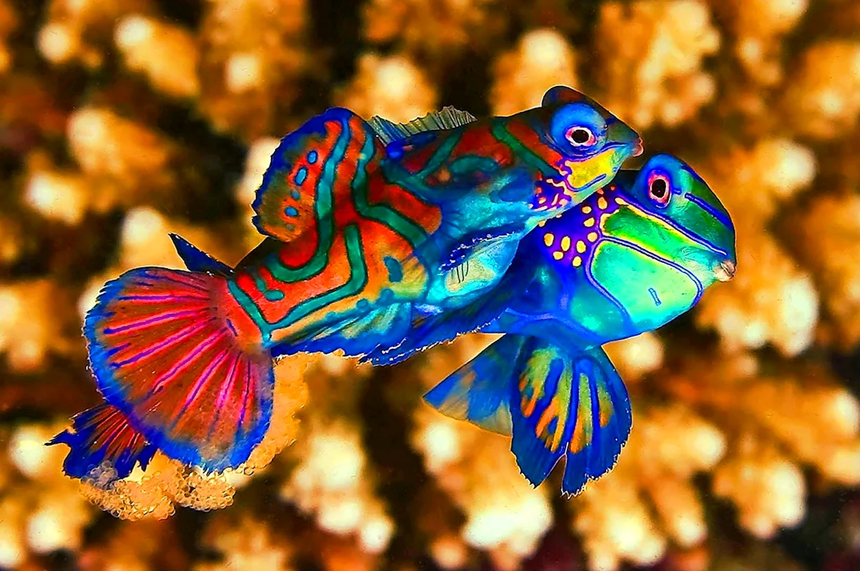 Рыбка Мандаринка. Красивое животное