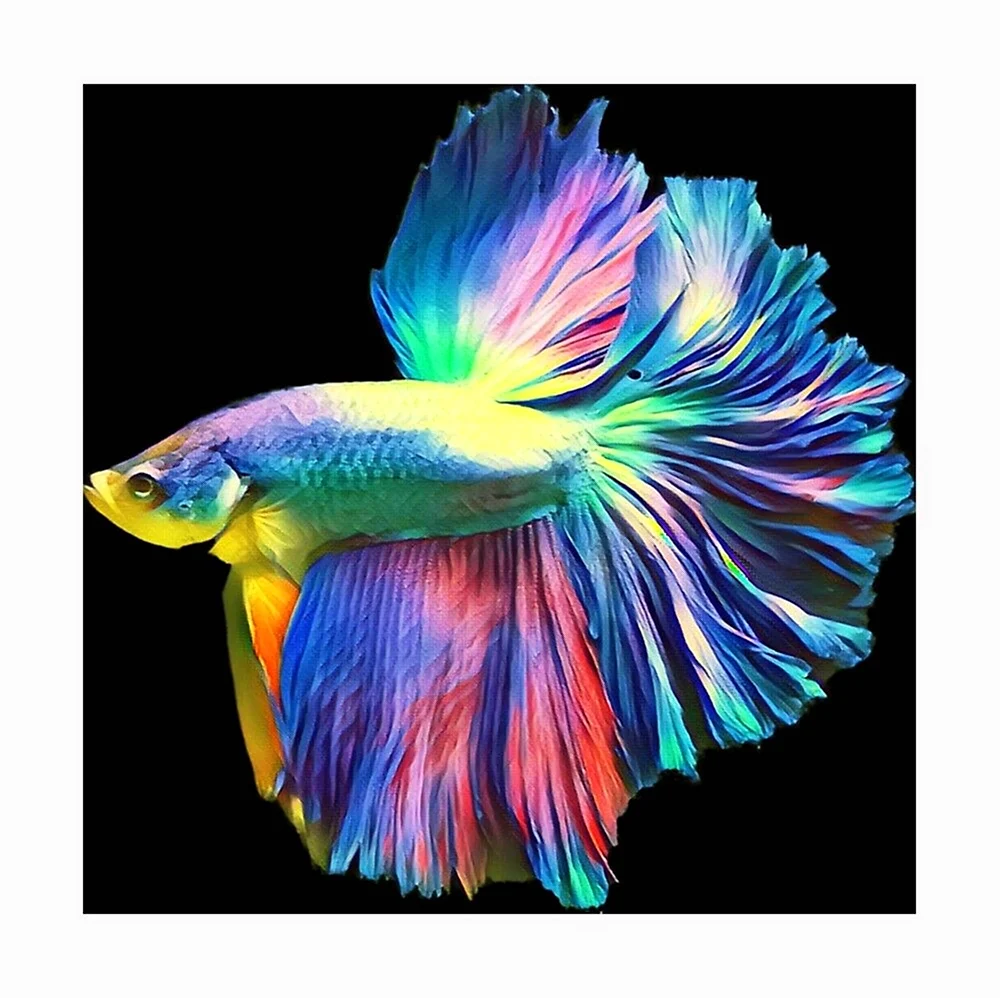 Рыбка петушок Бетта многоцветный. Красивое животное