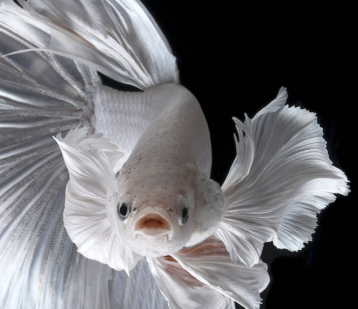 Рыбка петушок вуалевый. Красивое животное
