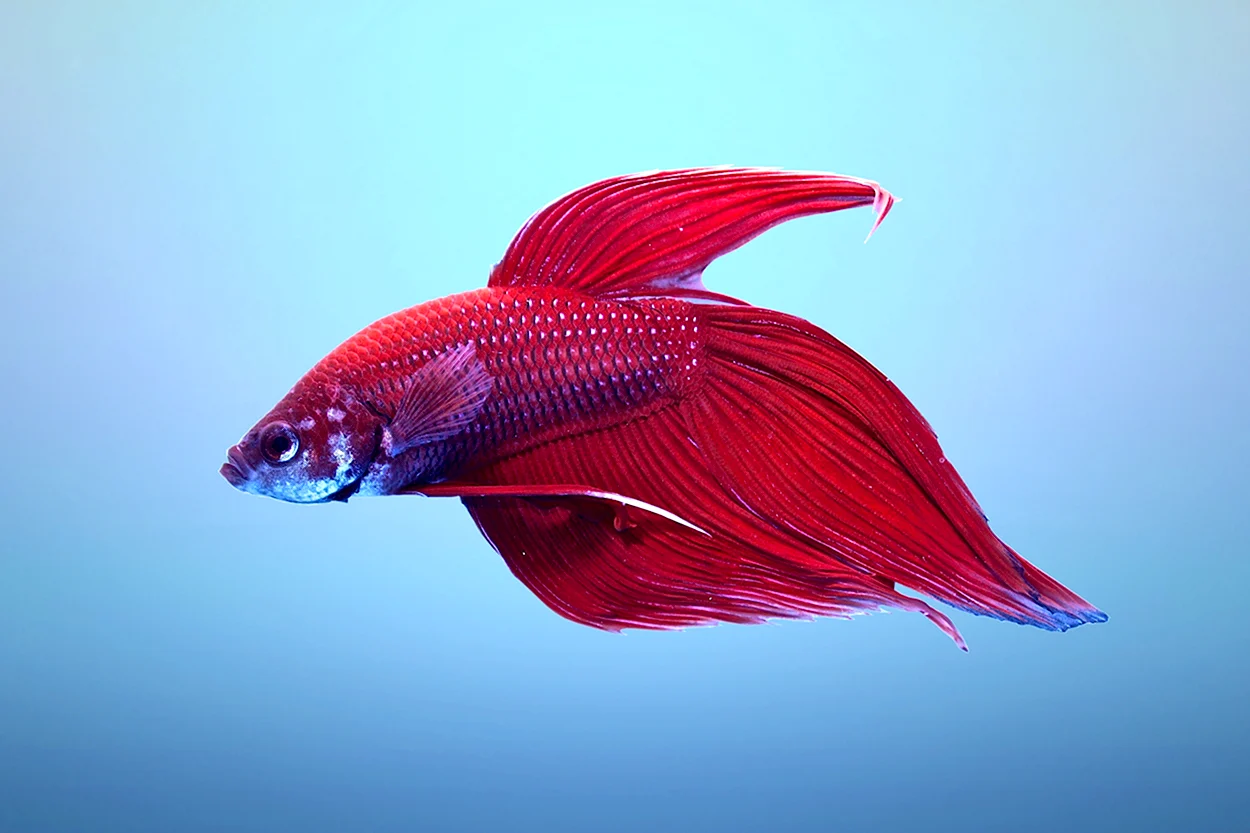 Рыбка петушок вуалевый красный. Красивое животное