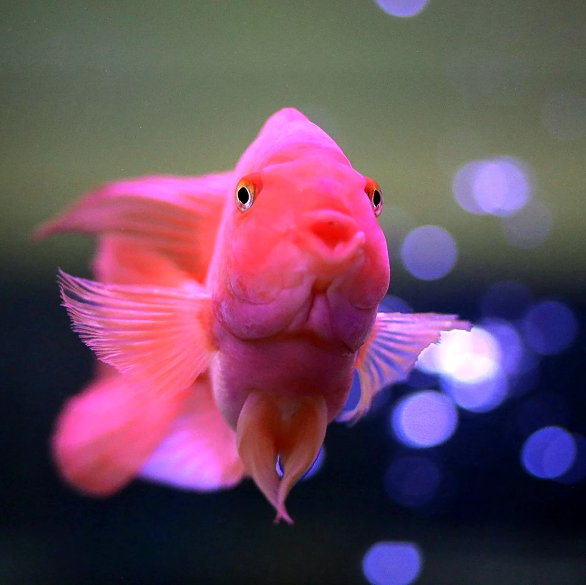 Рыбка розовый. Красивое животное