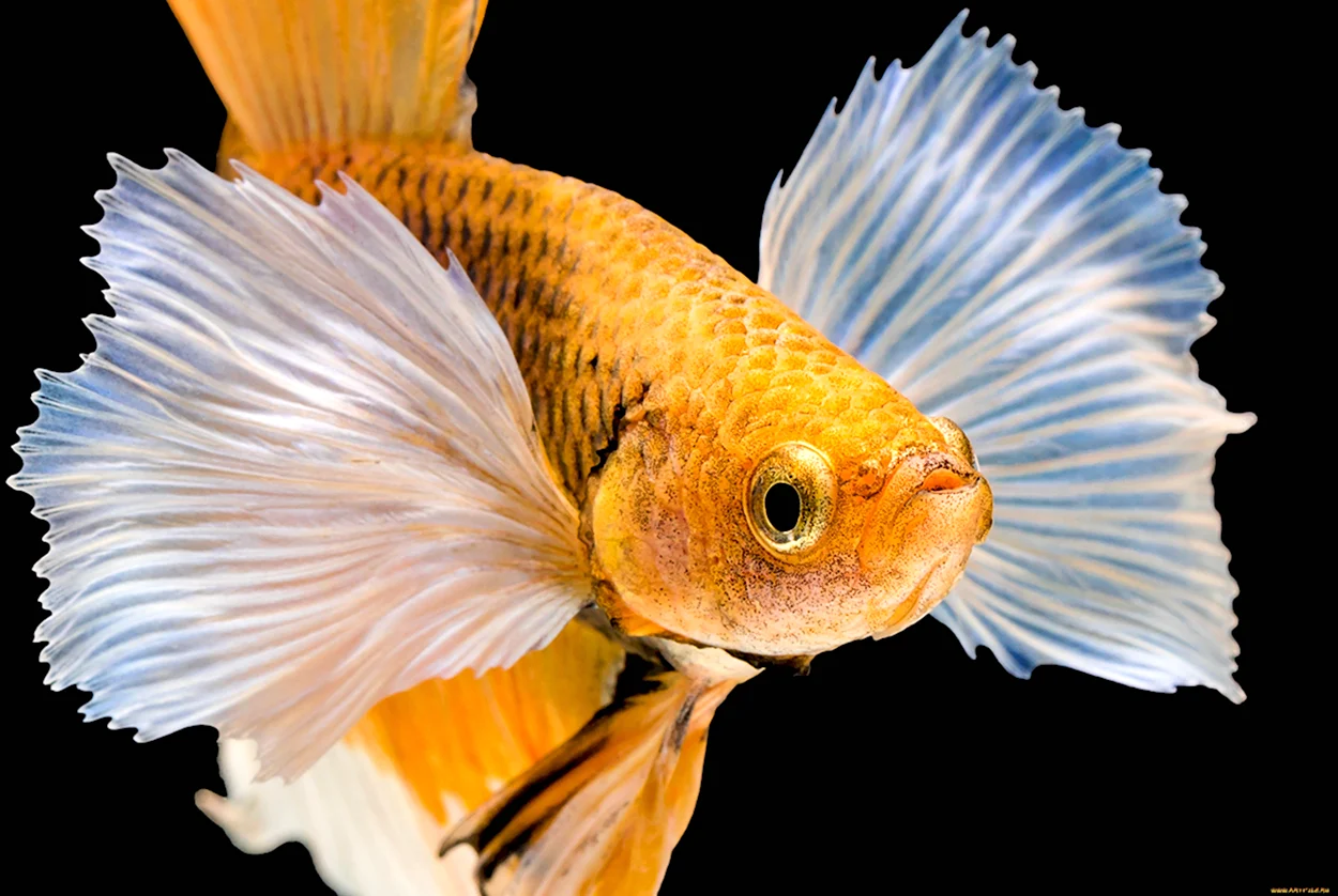 Рыбы. Красивое животное