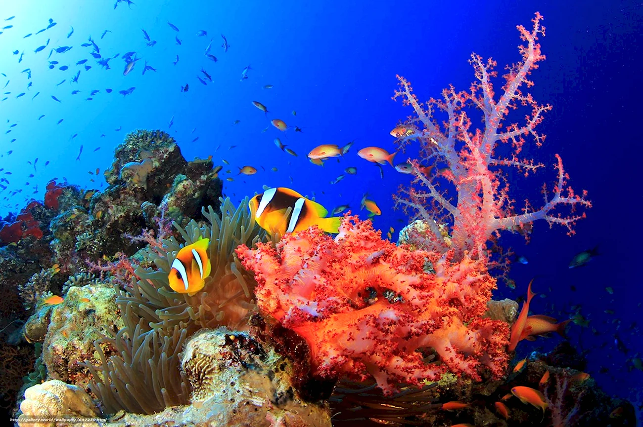 Рыбы кораллового рифа красного моря. Картинка