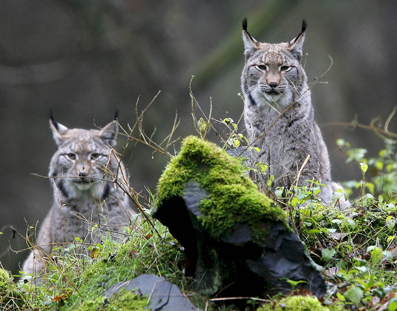 Рысь Lynx Lynx в дикой природе. Картинка