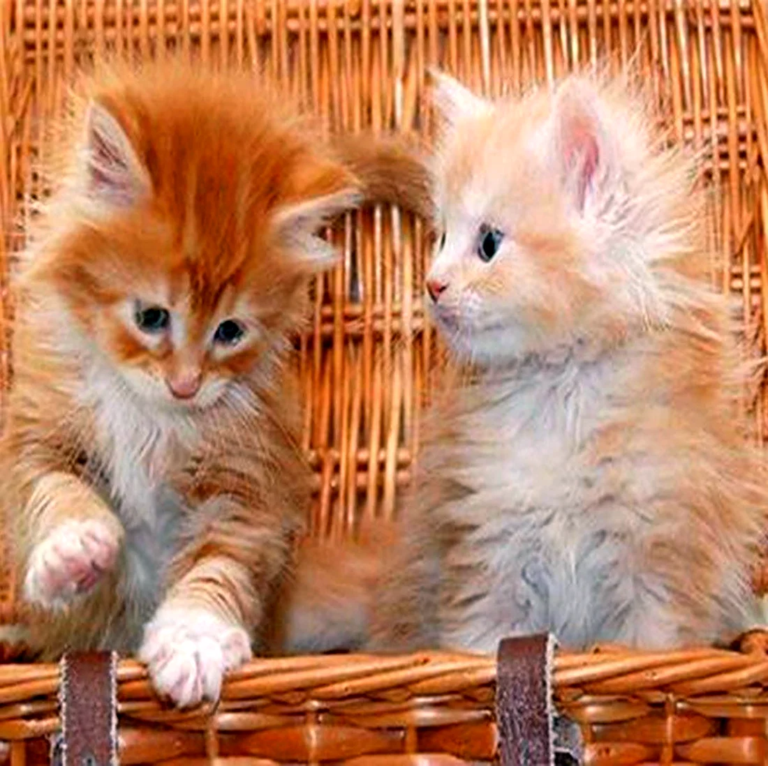 Рыжие котята в корзинке. Красивые картинки животных
