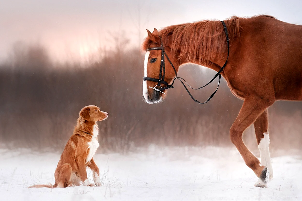 Рыжие лошади с собакой. Красивое животное