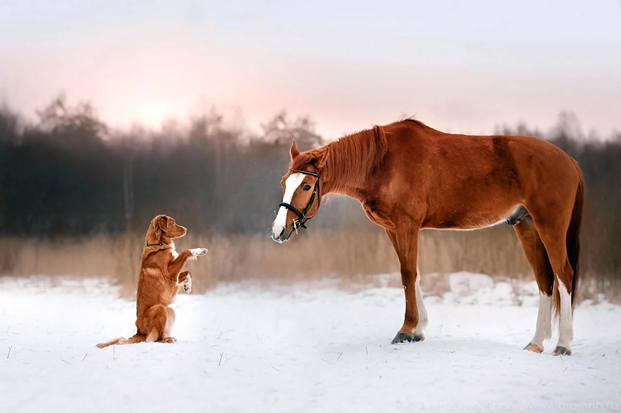 Рыжие лошади с собакой. Красивое животное