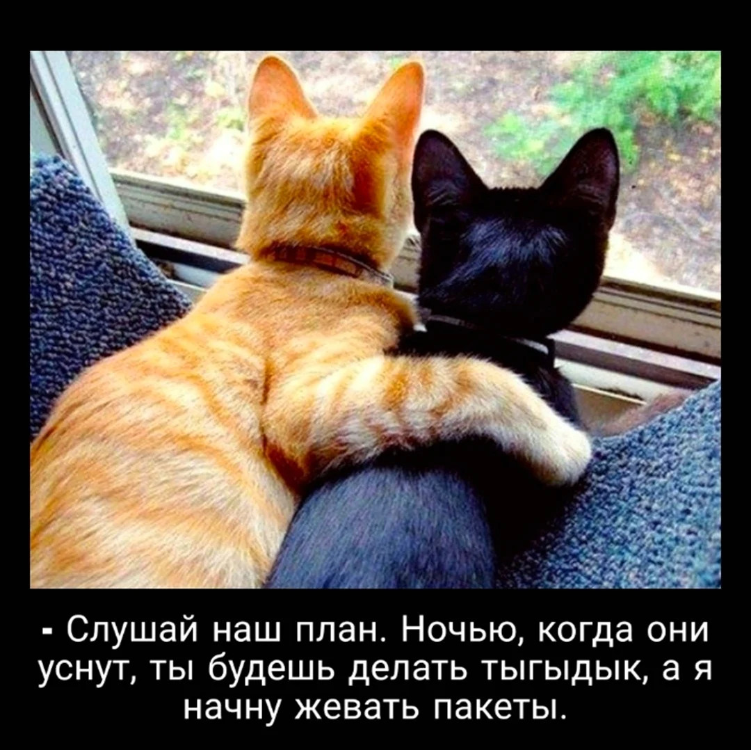 Рыжий и черный кот. Открытка на каждый день