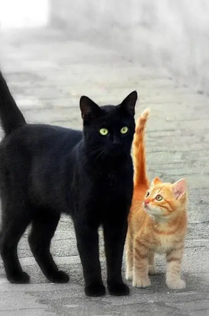 Рыжий и черный кот. Красивые картинки животных